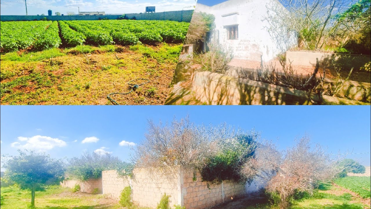 فيرمة محفظة مجهزة بالمنزل والكهرباء وبئر  6 كم الجديدة  السقي بالتنقيط المنطقة الحوزية