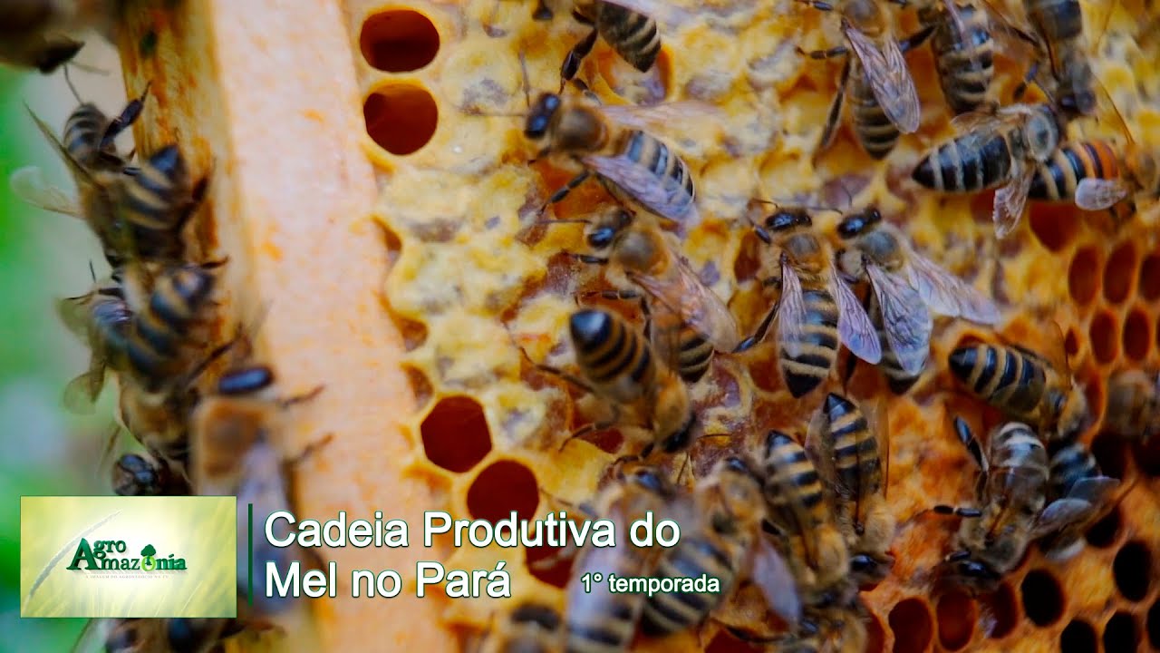 Cadeia produtiva do Mel no Pará