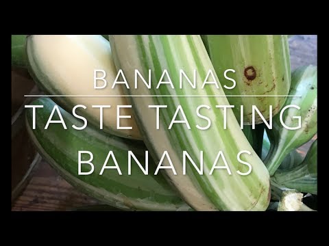Tasting Variegated A Ea E Hua Moa And Manzano Bananas Youtube