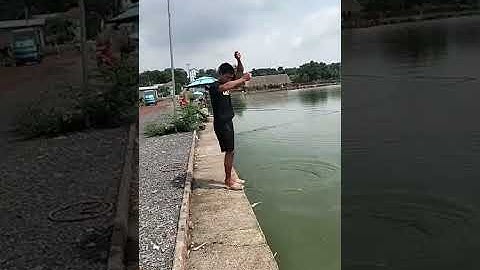 Vlogs 235 Báo cá - Hồ Câu Vip 61 - 0922978979 An Tây, Bến Cát, Bình Dương || Thầy Duy Vlogs