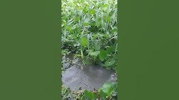 Câu cá rô đồng mùa nước nổi dính cá trê vàng,#caucatv186 #cauca #caucatv186