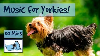 Music for Yorkies! Relax Your Yorkshire Terrier With Relaxing Dog Music, Chill Out Your Yorkie!