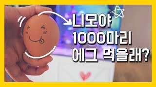 브라인쉬림프 1000마리 부화시켜 니모 먹이자 [해수어 보양식]