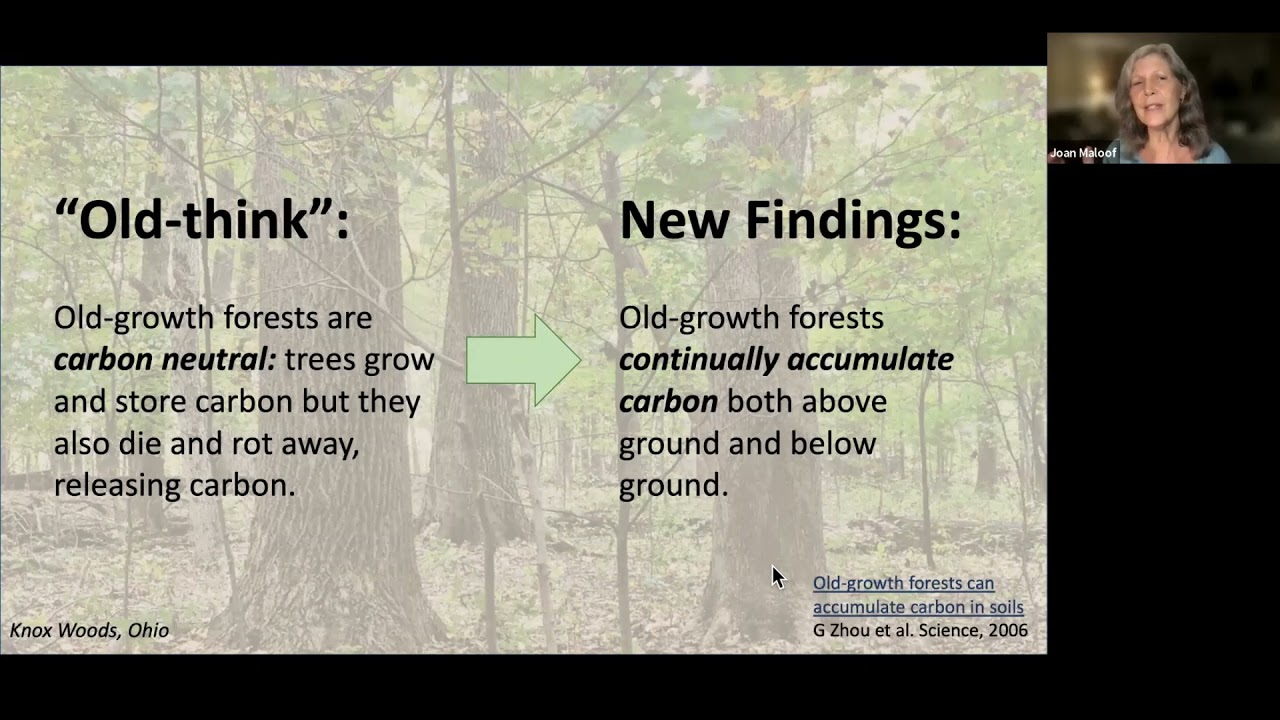 How Old-Growth Forests are Key to Slowing Climate Change