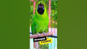 CUCAK IJO GACOR JAMTROK HIPER ISIAN PRENJAK #cucakijo #cucakijogacor #cucakhijau #masteranburung