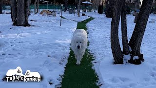 お父さんとルンルンとアランの冬のモーニングルーティン　Great Pyrenees　グレートピレニーズ