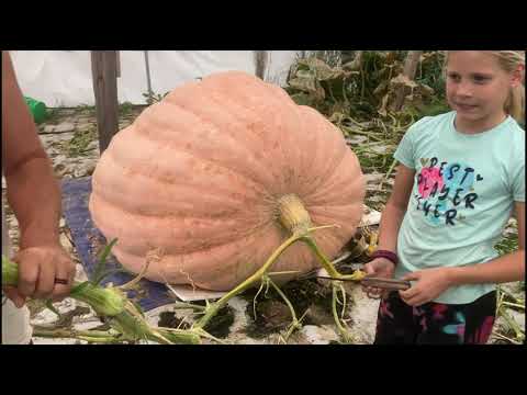 Video: Trąšos „Milžinas“: atsiliepimai apie naudojimą