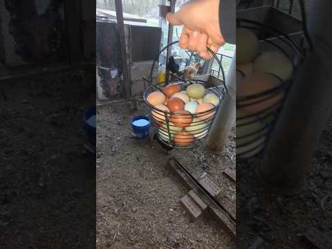 Did The Chickens Lay The Egg Goal Today?