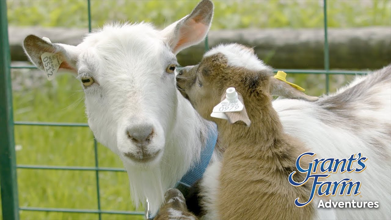 Grant's Farm Adventures Goat Edition YouTube