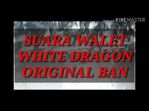 suara-walet-white-dragon-original-ban.-link-di-deskripsi