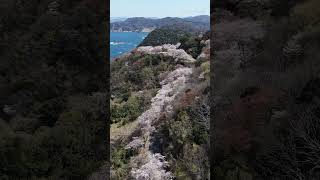 #日本海 を見下ろすように、山をかける「#桜 の龍」 #豊岡市 #但馬漁火ライン #さくら  #サクラ #sakura ★本編動画は▶をクリック