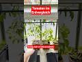 Gewächshausduell: Universalerde vs. Living Soil - Tomaten in der 4. Woche - 2