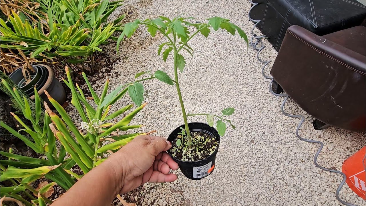 Converting tomato plant grown in soil to kratky hydroponics method