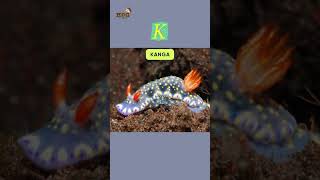 ABC Sea Slug Song | Letter J to M | #learnenglish #alphabet and #animals  for #kids #abcd
