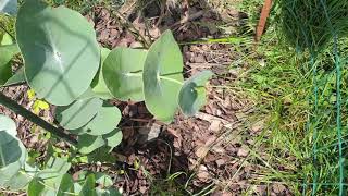 Eucalyptus perriniana blahovičník