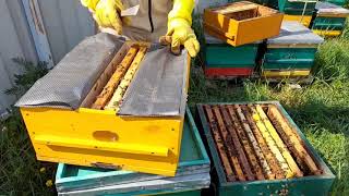 Уникальный метод вывода пчелиных маток. как быстро увеличить пасеку. ч. 2