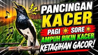 SUARA PANCINGAN BURUNG KACER BIKIN LAWAN AUTO NYAUT