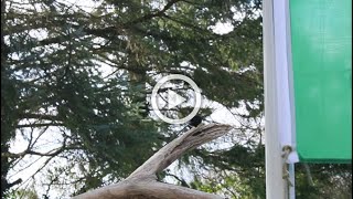 Flag Flapping, Feeling-Hearing