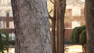 Stalking Pursuit By Gabe A. Briggs