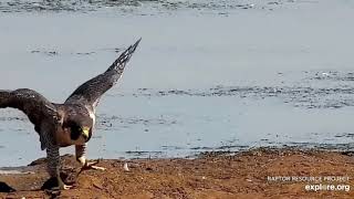 Mississippi River Flyway - Eagles, The Falcon and other Wildlife. 4-19 Aug 2021