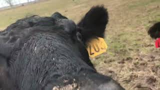 Big Harris Ranch - Cattle business