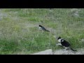 Cat Vs Magpie Bird