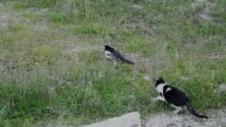 Cat Vs Magpie Bird