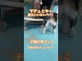 93歳の認知度のおばあちゃんから保護して来たキーちゃんと、側溝の中に落ちてたキーちゃん！隔離期間終了で、お遊びTimeー！里親さん募集中でーす！10/5は長崎市西山4-552-1で里親探し会やるよ！