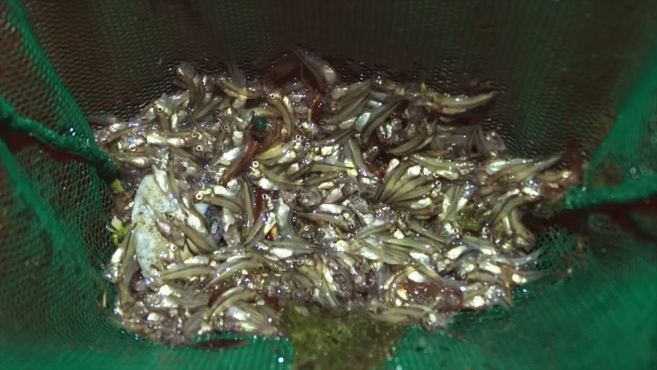 Raising lots of largemouth bass fry! 