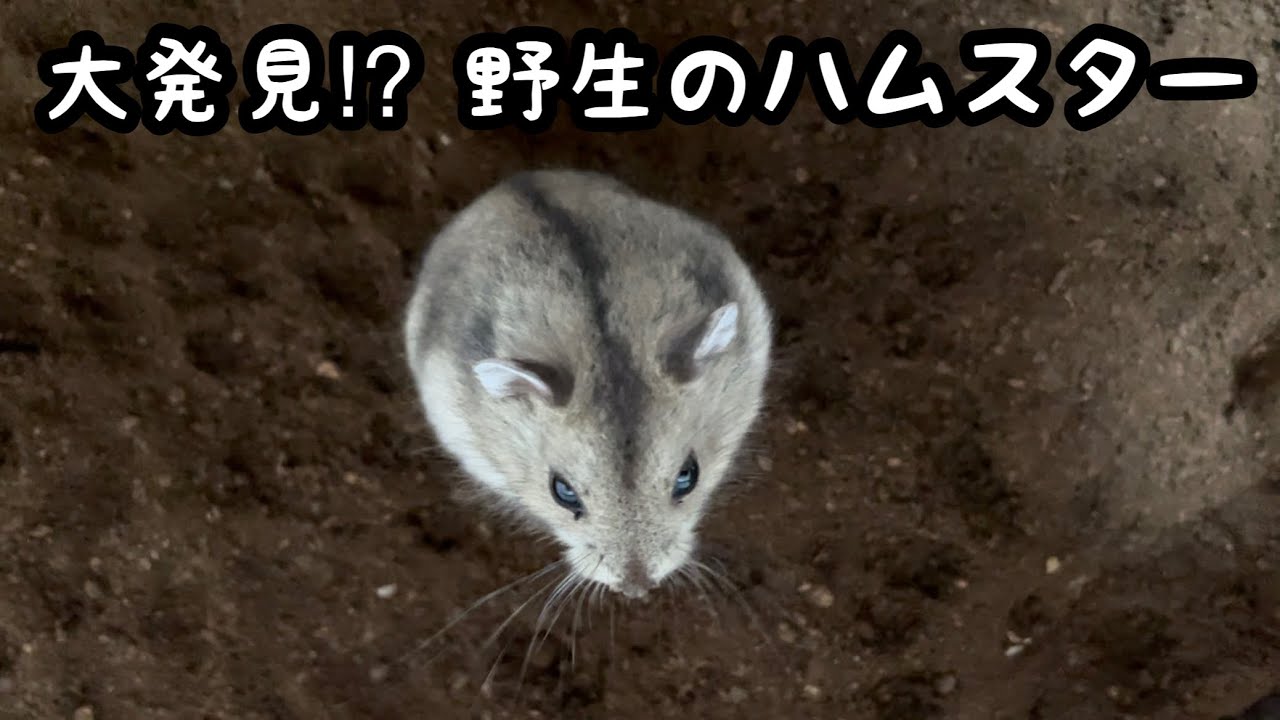 野良ハム 野生のハムスター Youtube