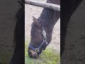 horse came close by looking for food as its lunchtime toronto canada may 2026