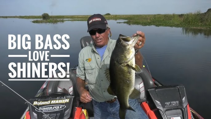 Fishing with GIANT Shiners for BIG FLORIDA BASS! - Shiner Fishing