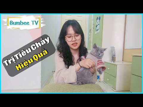 Video: Nhiễm Trùng Ameba ở Mèo - Feline Amebiasis - Nguyên Nhân Gây Tiêu Chảy ở Mèo