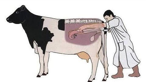 Pregnancy diagnosis in Cattle || PD In cow buffalo 3D Animation video || #Wahabvetcarevlogs