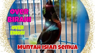 Konin Gacor full isian !! Kesurupan muntah beling materi Semua