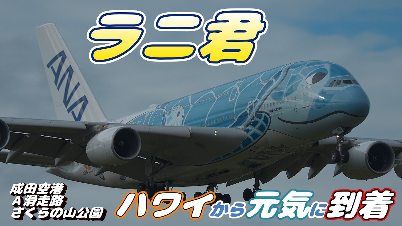 全日本空輸 Airbus A380 ラニ 4K】成田空港 さくらの山公園 ANA超巨大旅客機エアバスA380ラニ君