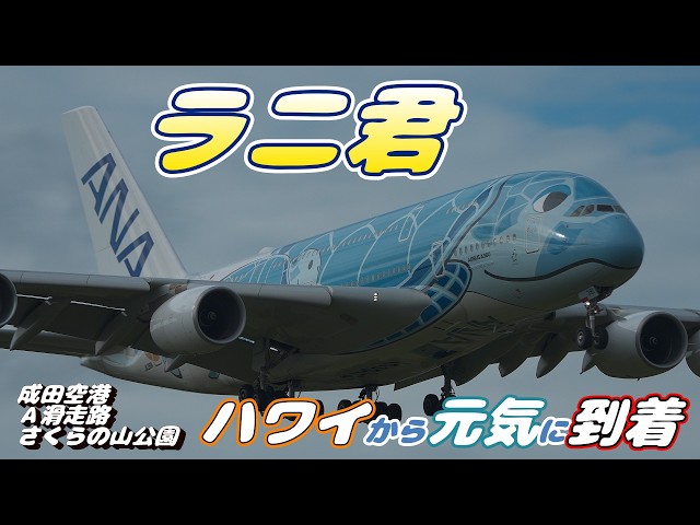 全日本空輸 Airbus A380 ラニ 4K】成田空港 さくらの山公園 ANA超巨大旅客機エアバスA380ラニ君