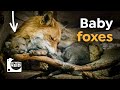 Exploring a Den with Adorable Red Fox Babies 🦊