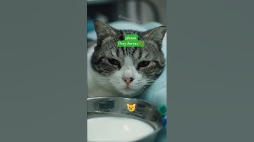 Couldn’t Speak, But Her Tears Said Everything 😭 Heartbreaking Story of a Sick Cat #cat #catlovers