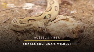 Russell's Viper | Snakes SOS: Goa's Wildest Season 2  | National Geographic