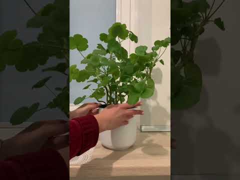 Video: Kdaj cveti pelargonija?