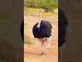 Goray Haldhaa Wildlife Goray Haldhaa Wildlife
