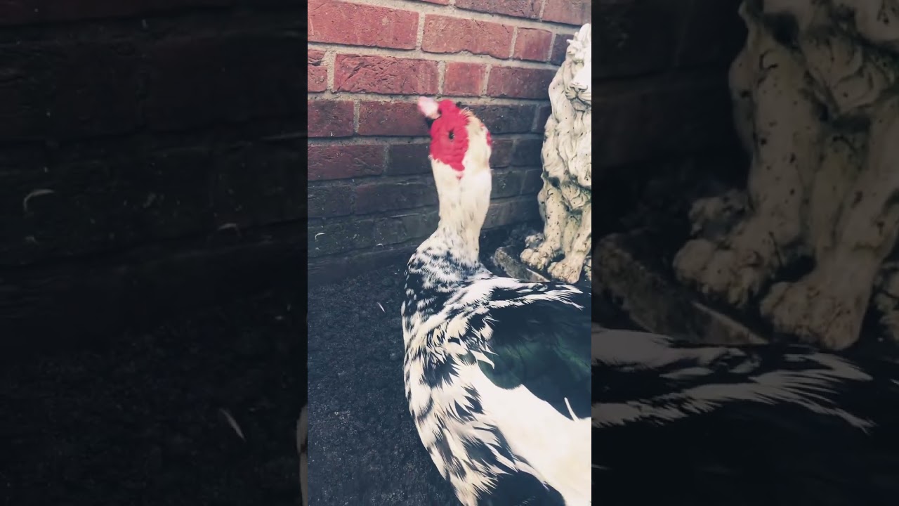 Muscovy duck’s behaviour “happiness” - Let’s go Despacito 🍂💃 🥂 🕺🍁