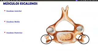 Anatomia de cuello parte 1