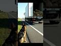 Hero Dog Saves Driver from BIG Loss! #dog #rescue #viral #shorts