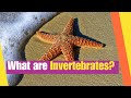 Invertebrates Quiz