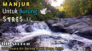 Terapi Suara Air Mengalir Tenang untuk Mengatasi Burung Stres || Suara Burung liar di Alam