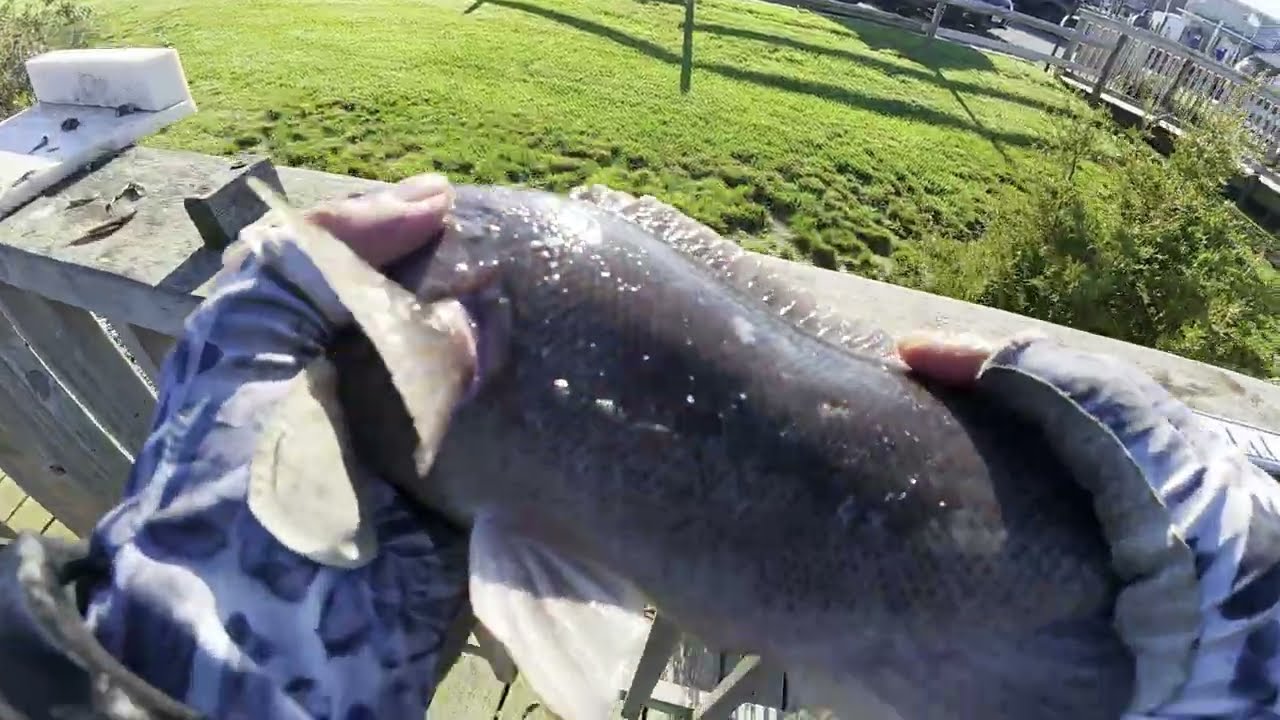 Best TOG Bite I’ve Seen All Season!! (2 Keepers!) 🐟🔥