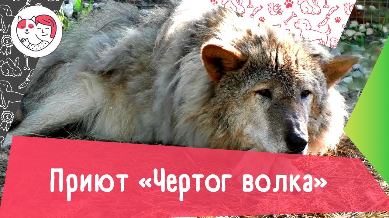 уход за баклажанами Приют для волков «Чертог волка»