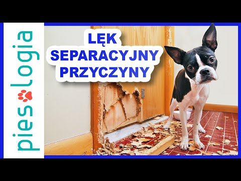 Wideo: Lęk separacyjny